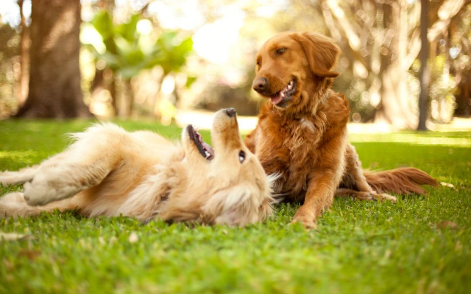 Two dogs having fun together