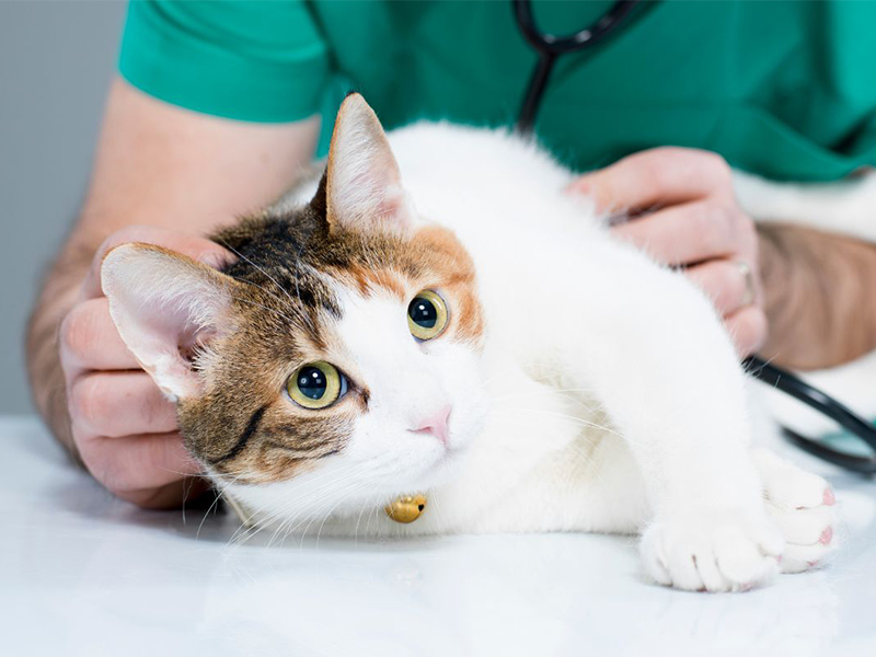 a cat being examined by a vet in a clinic