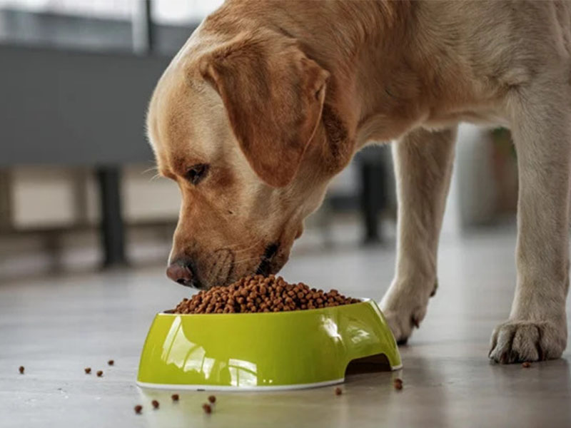 a dog eating out of a bowl