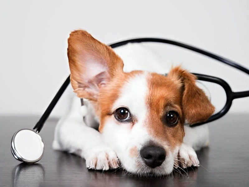 a dog with a stethoscope around its neck