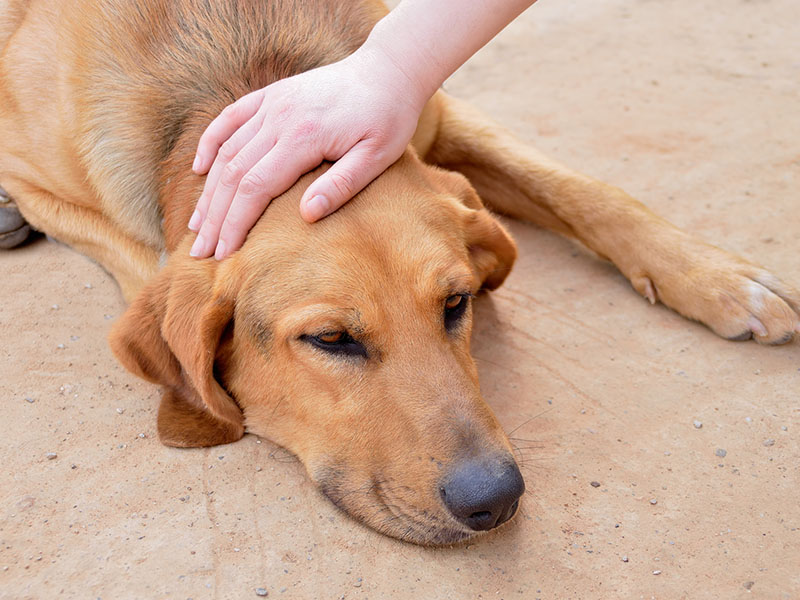 a hand on a dogs head