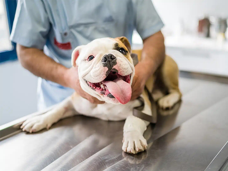 a man is holding a bulldog on a table