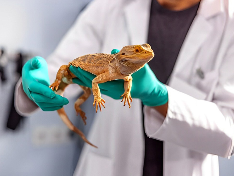 a person in a white coat holding a lizard