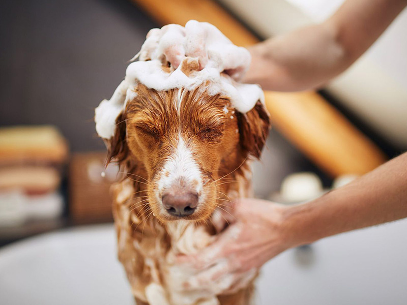 a person bathing a dog with soap and water in a bathtub