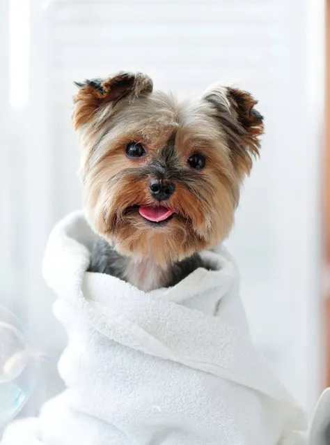 a small dog wrapped in a towel