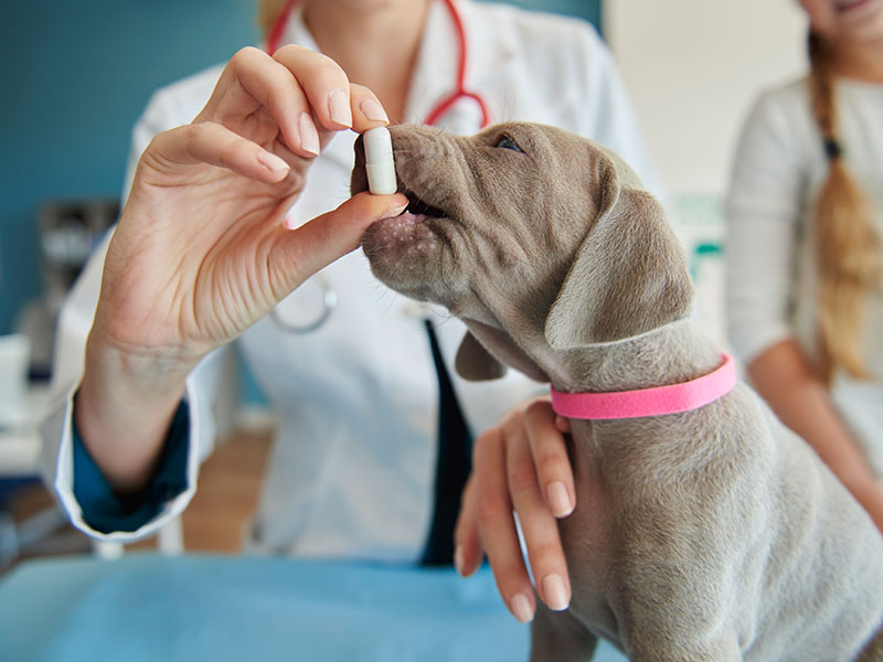 a small puppy with a medicine