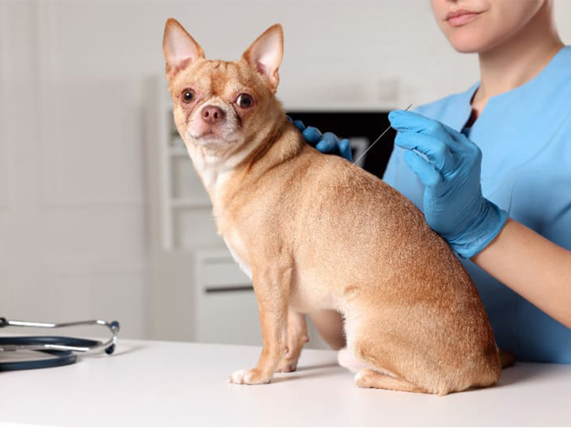 a vet acupuncturing a dog at a vet hospital