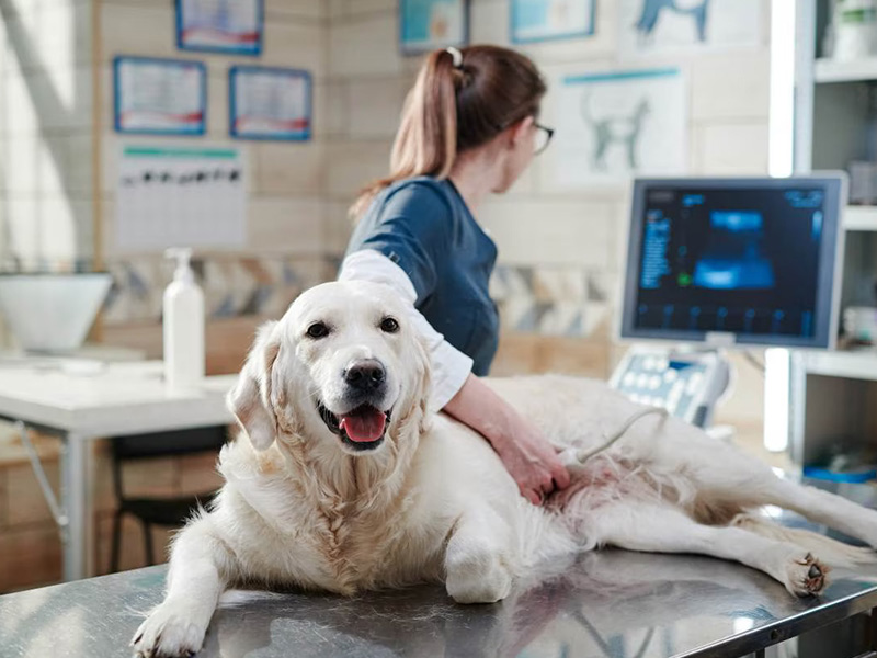  a vet is doing a dog ultrasound in a vet hospital