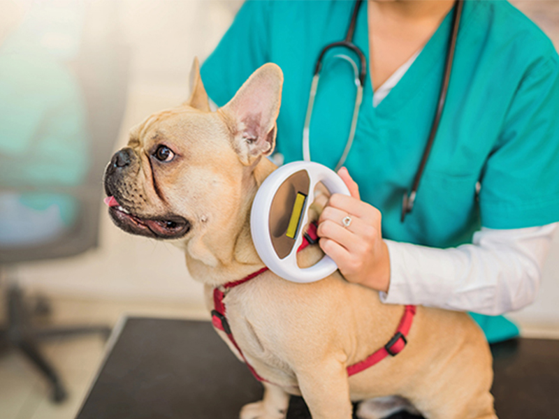 a vet examining a dog with a microchip machine