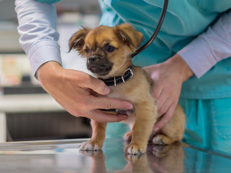 a vet examining a dog