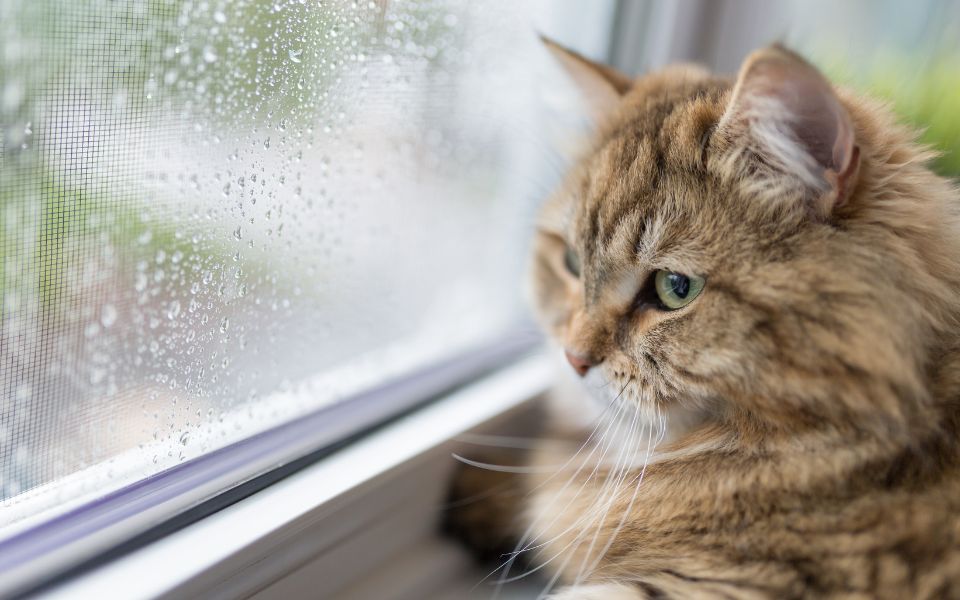 cat sitting on a window sill