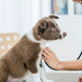 a person using a stethoscope to examine a dog