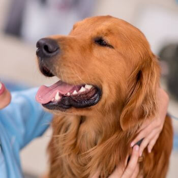 a person is seen petting a golden retriever