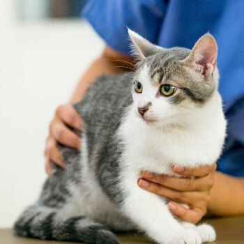 a vet checks a cat during a medical exam