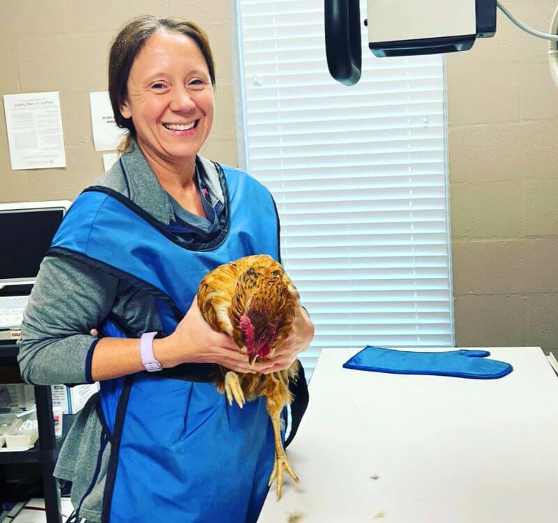 a vet holds a chicken