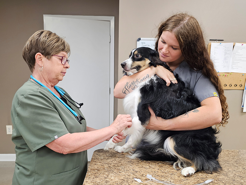 a vet holiding a dog