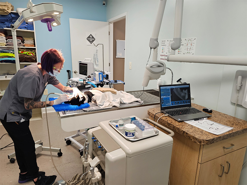 a veterinarian examining a dog in a clinic