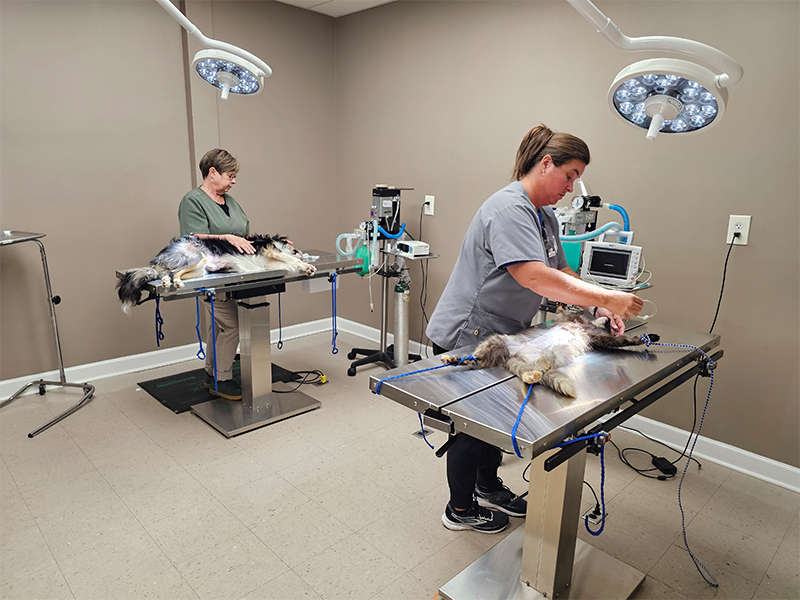 two female veterinarians examining a dog in a veterinary clinic