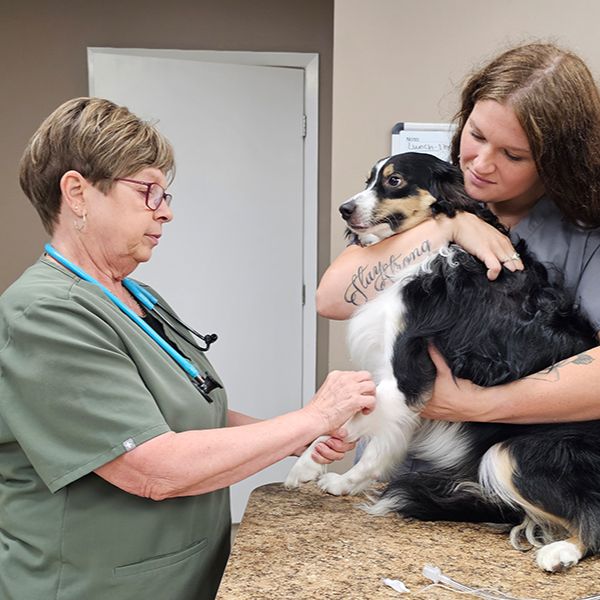 vet and staff examining a dog