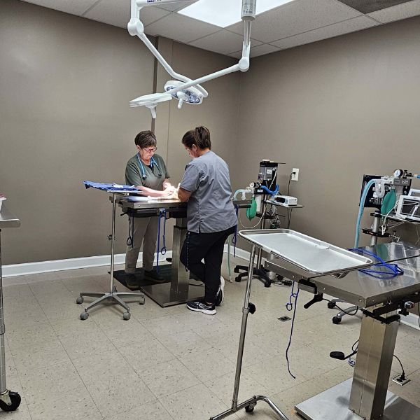 vet and staff doing surgery of a pet
